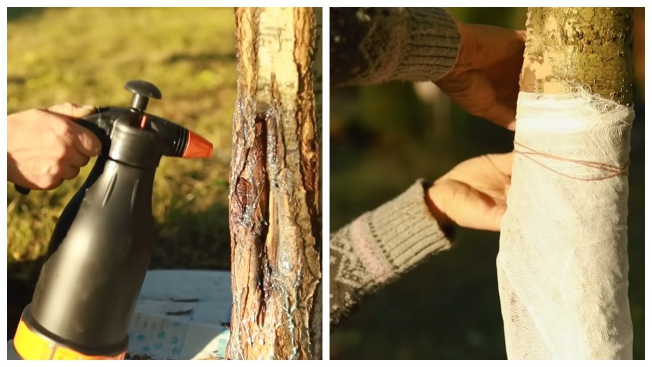 Садівники порадили народні засоби від тріщин на деревах