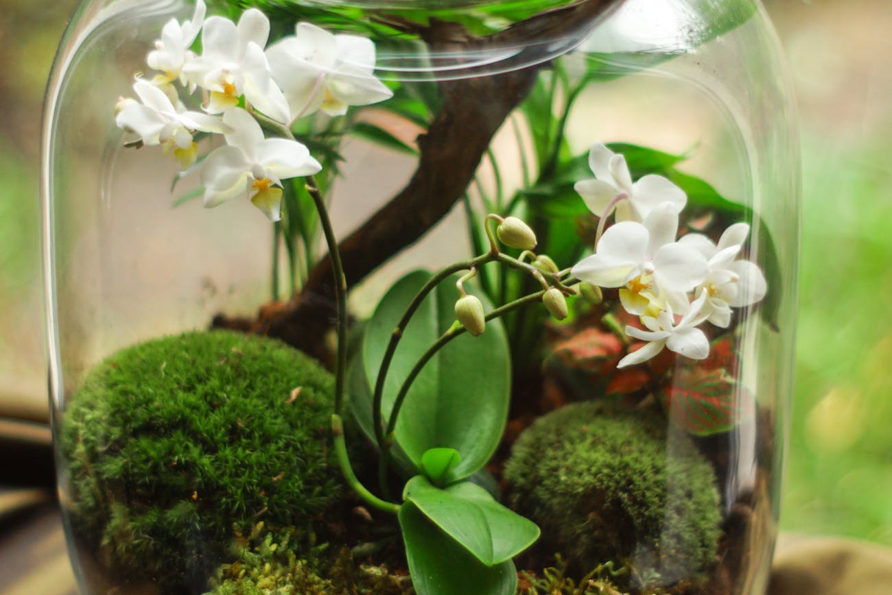 Квітникарі порадили, у якому горщику краще вирощувати орхідею