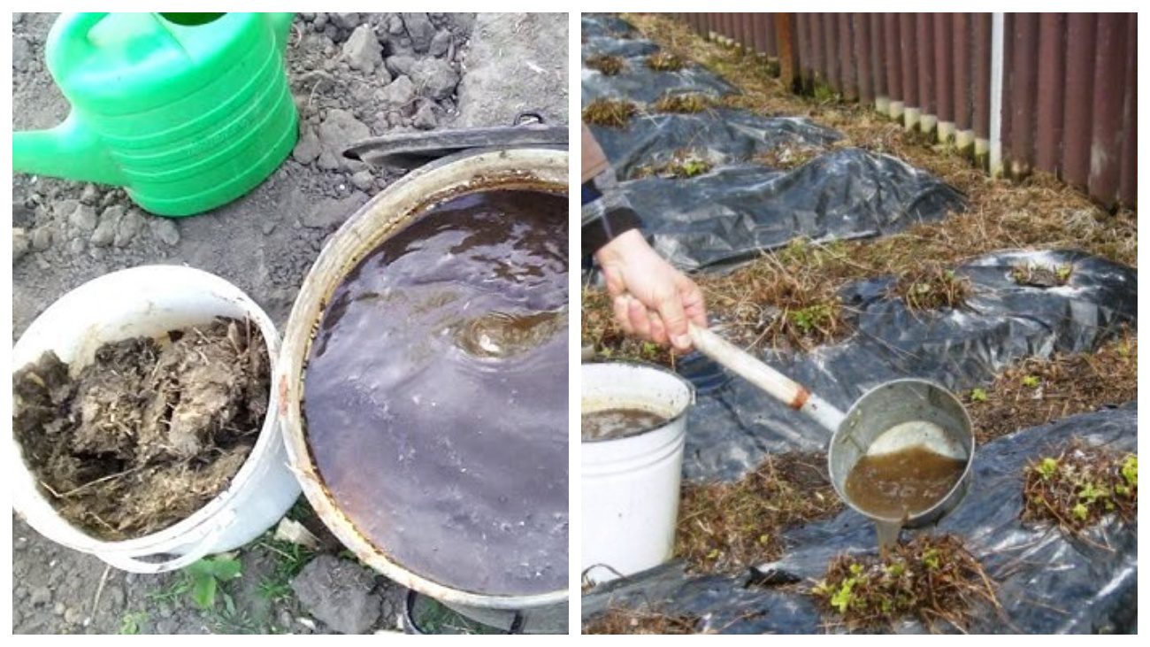 Городники розповіли, як правильно підгодовувати рослини курячим гноєм