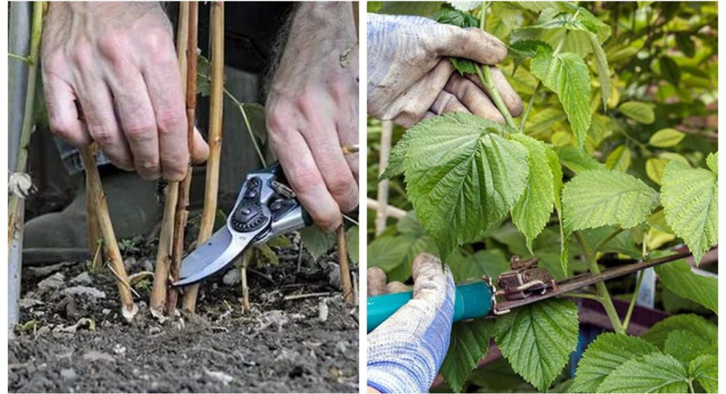 Ви не знали, а ці 5 рослин треба встигнути обрізати в грудні, або ж – “гаплик”: дідусів список 1961 року 