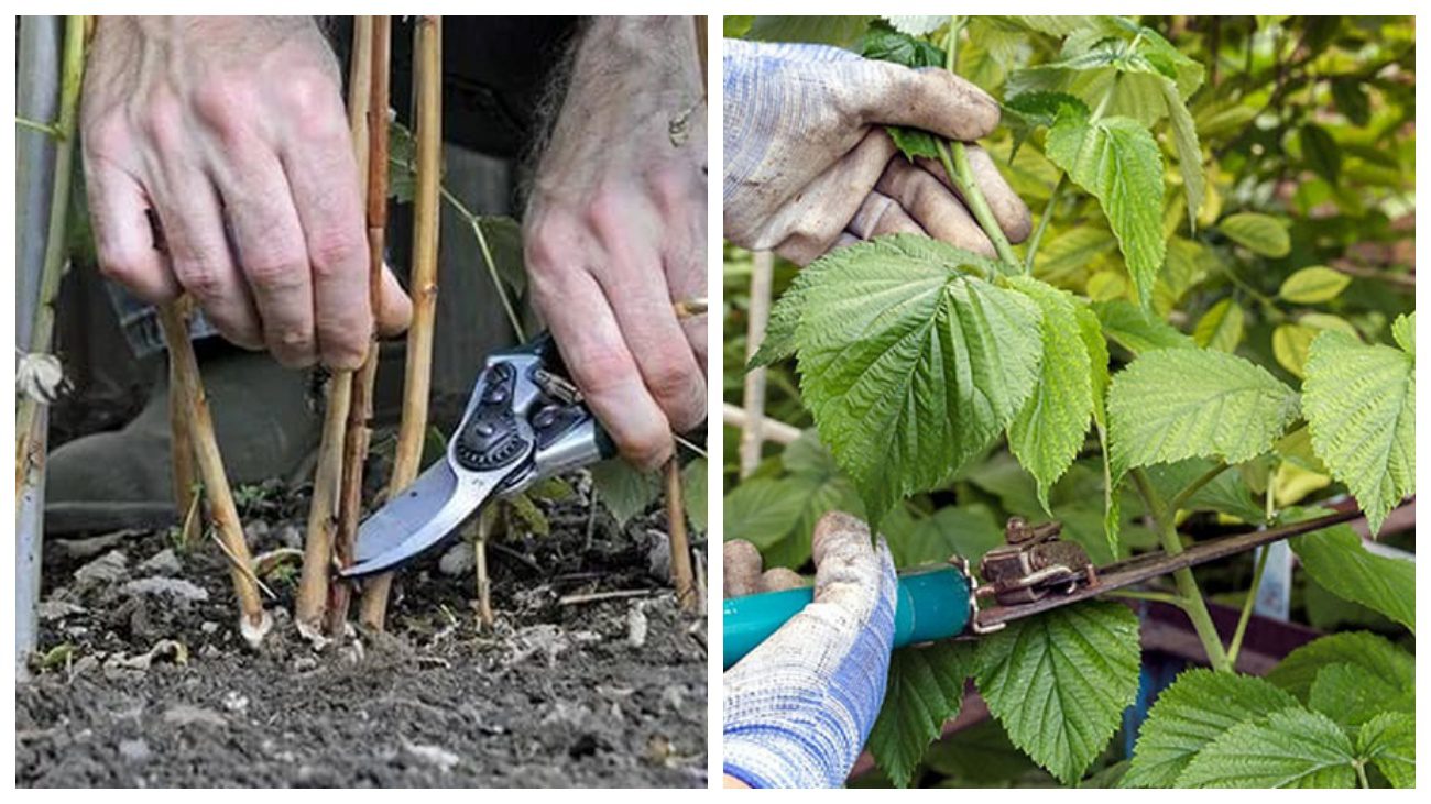Садівники розповіли про важливість осінньої обрізки малини