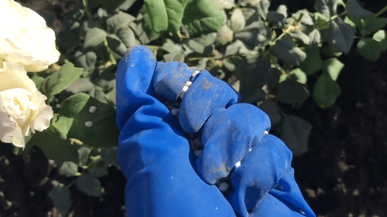 Садівники розповіли про осіннє підживлення троянд