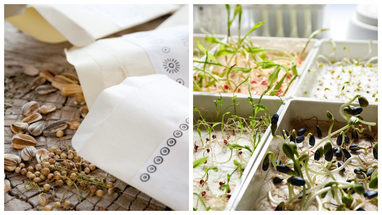 Городники розповіли, як правильно зберігати зібране насіння