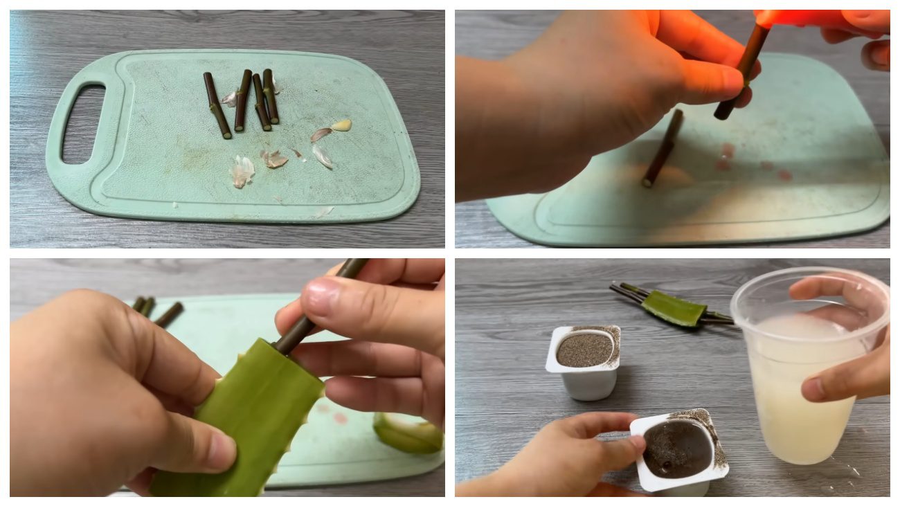 Квітникарі порадили незвичні засоби для стимулювання живців троянди