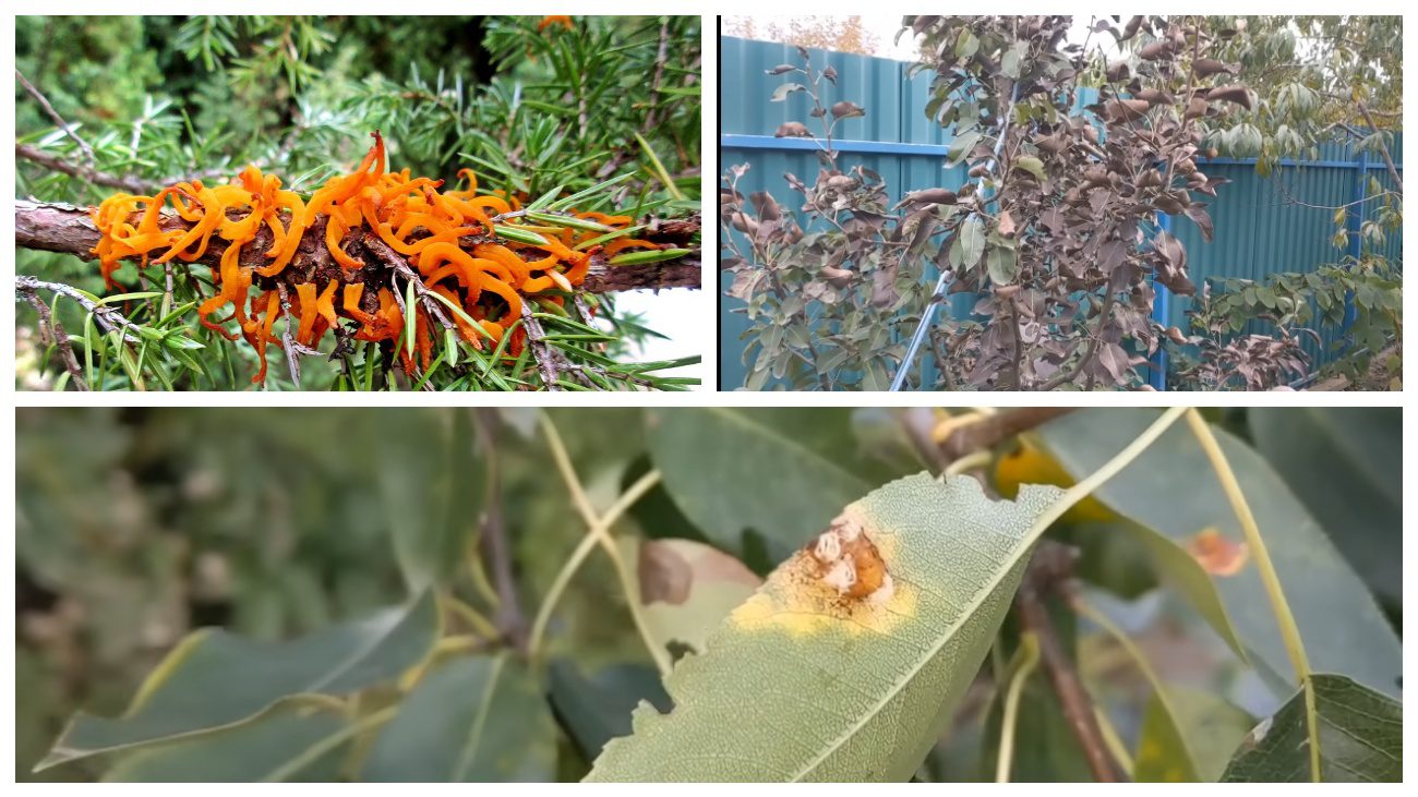 Садівники розповіли про засоби від іржі на груші