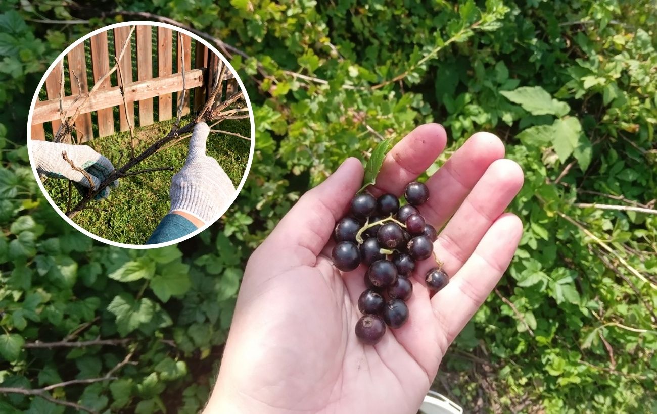 Як обрізати чорну смородину для врожайності