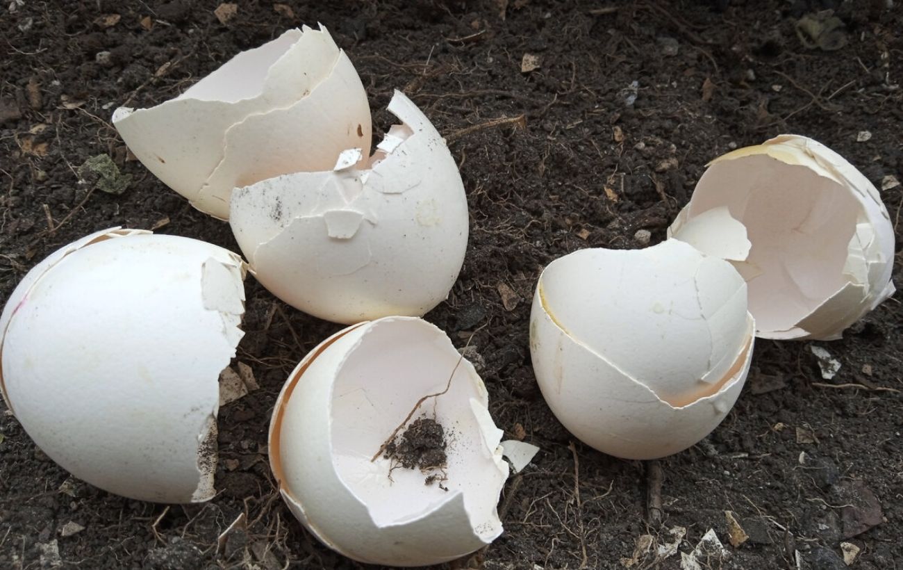 Як приготувати добриво з яєчної шкаралупи