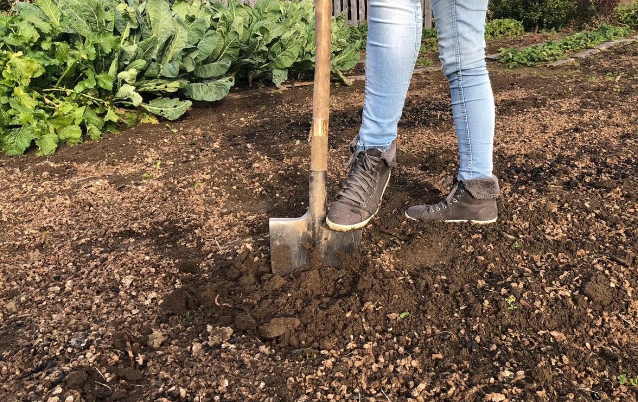 Як використовувати залізний купорос на ділянці