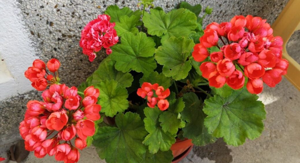 Винесла герань на прохолодний балкон всього на 1 тиждень: рослина отримала “стрес” і викинула купу бутонів 