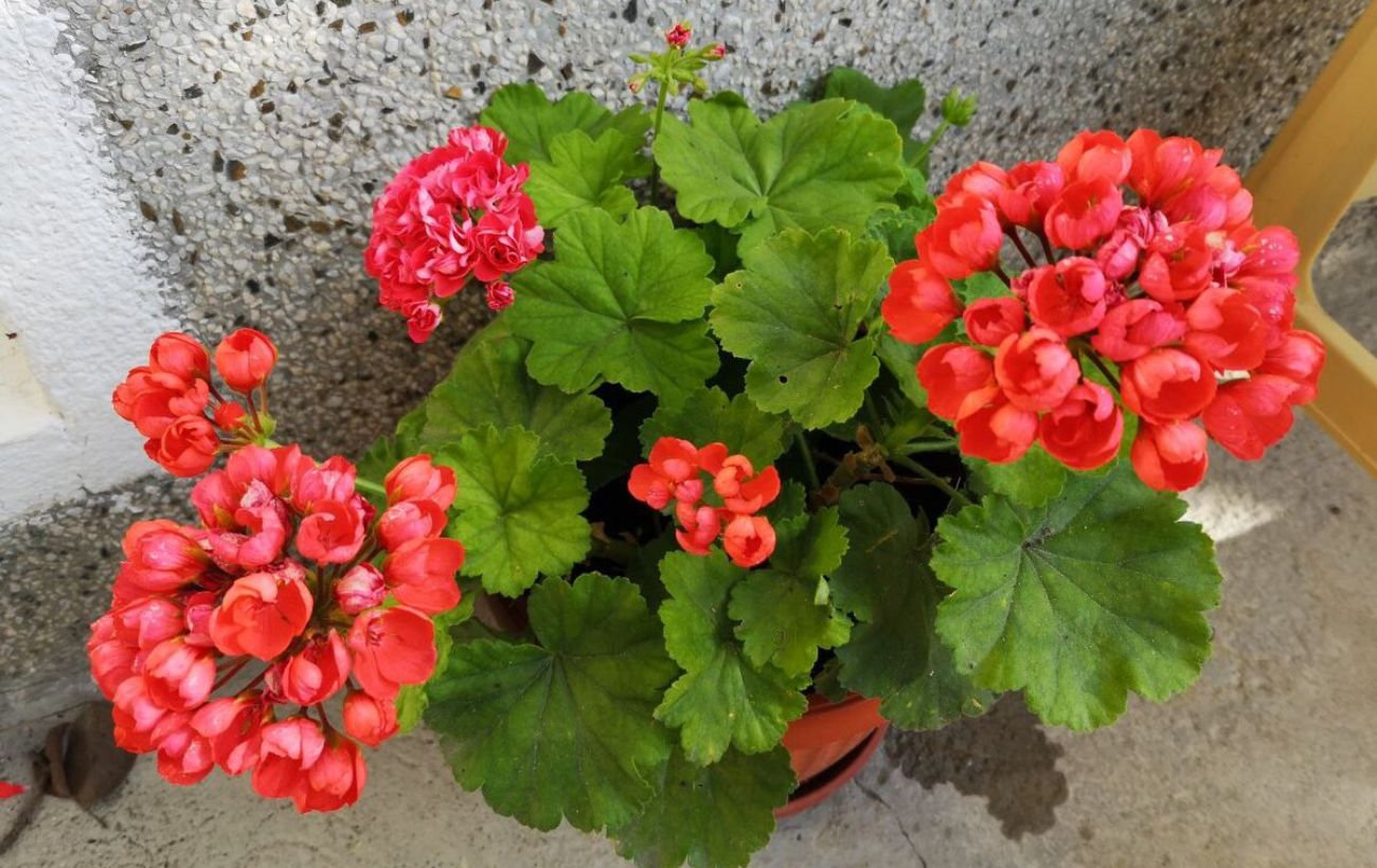 Як доглядати за геранню восени для цвітіння