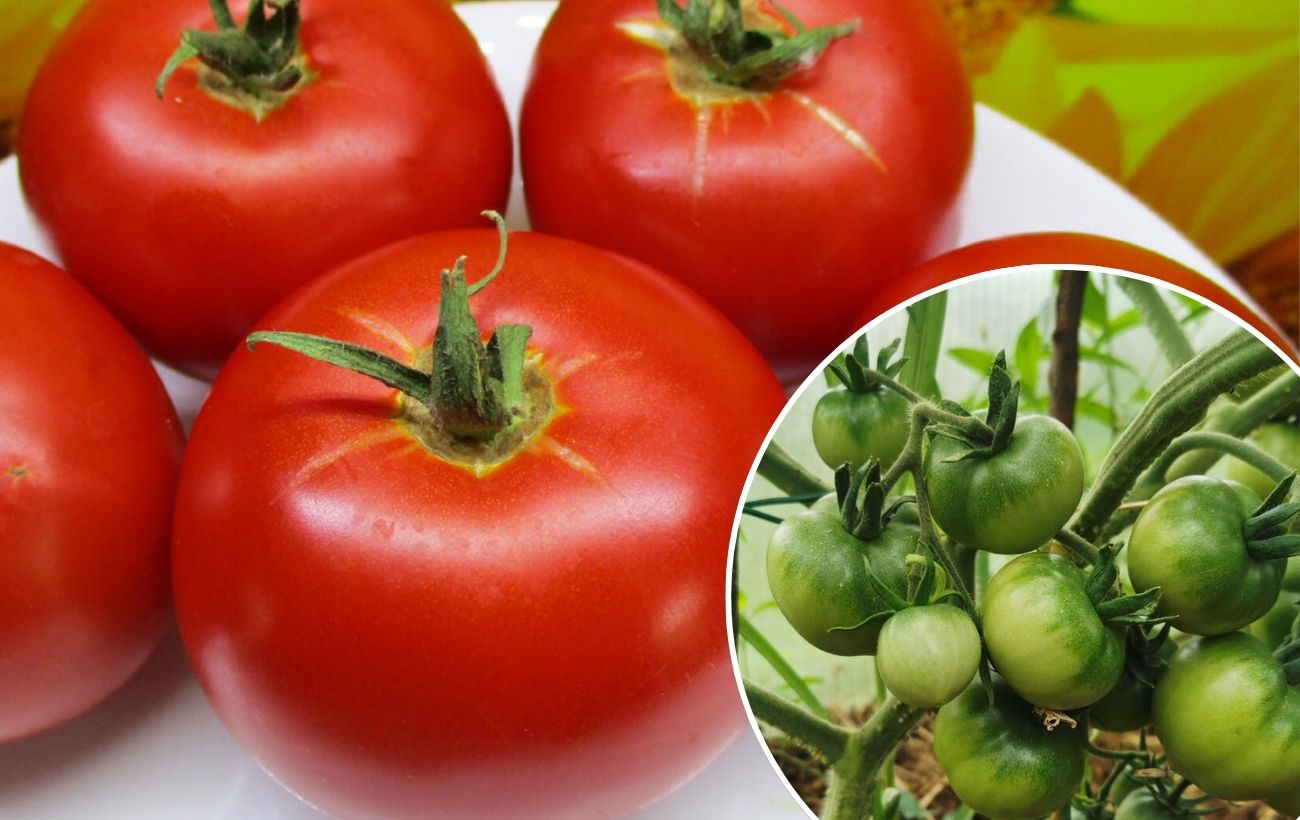 Який сорт томатів обрати для вирощування на грядці