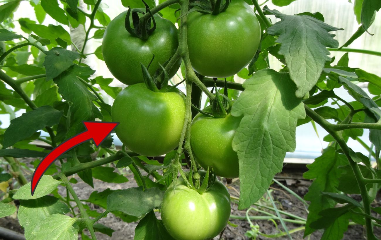 Найкращий сорт томатів для відкритого ґрунту