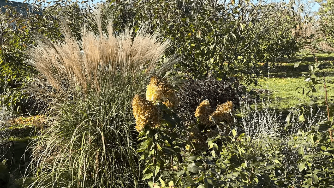 Садівники розповіли про помилки осінньої обрізки декоративних злаків