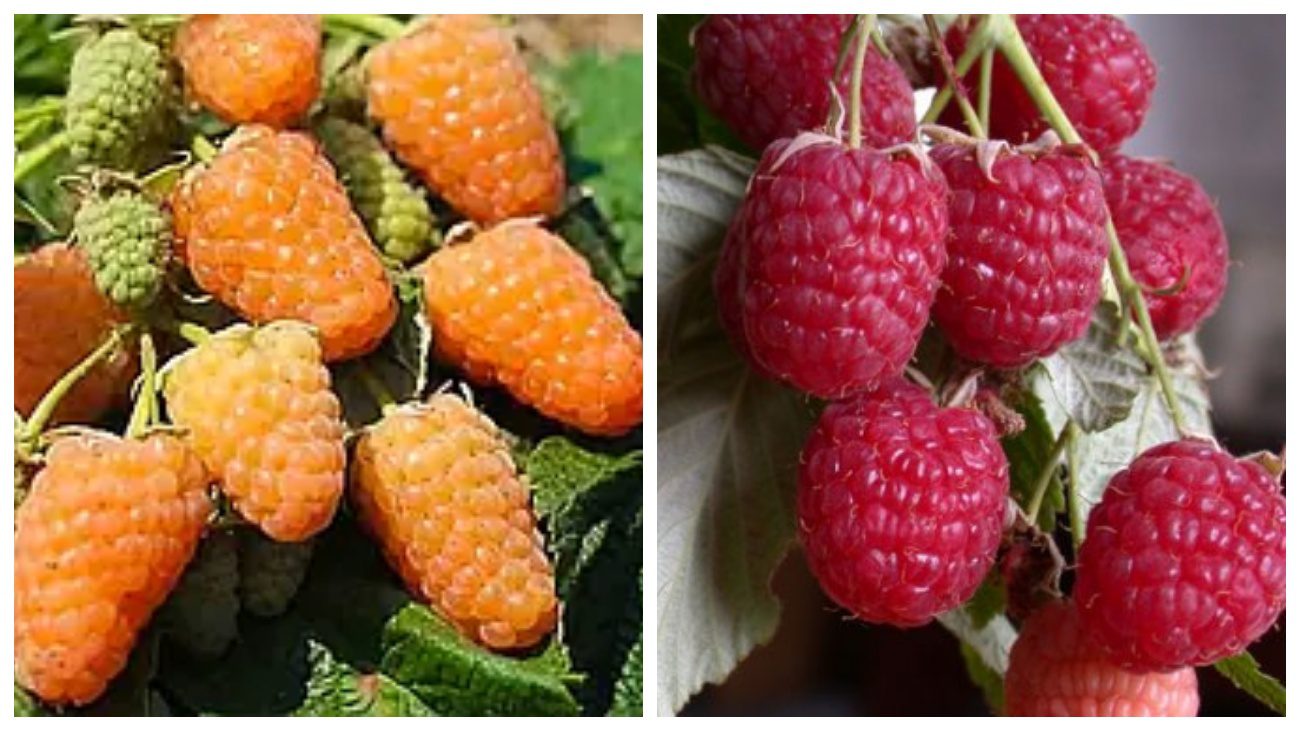 Жовтий гігант та Бабине літо