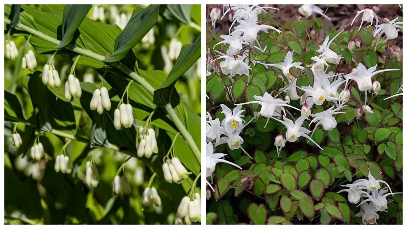 Квітникарі нагадали про багаторічні квіти з минулого