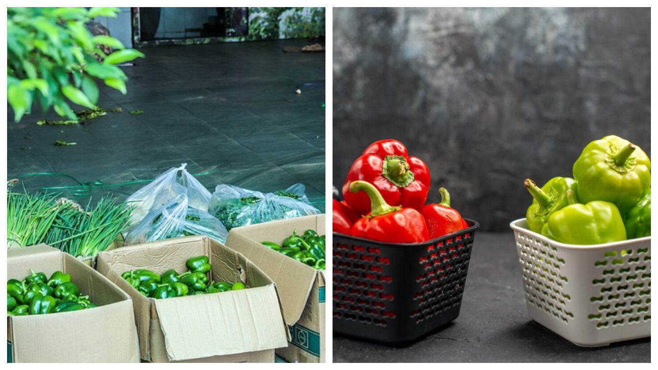 Городники дали поради щодо достигання недозрілого перцю