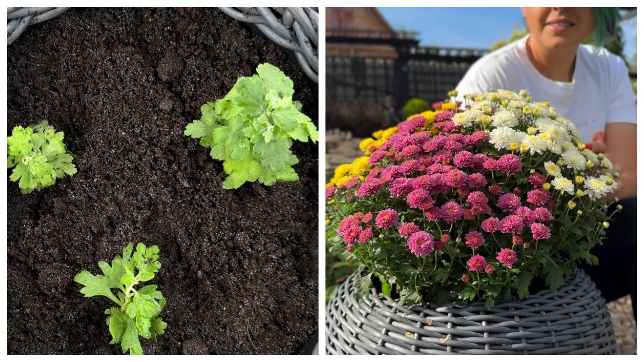 Мультифлора 