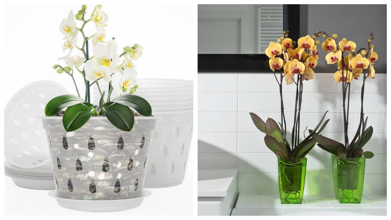 Квітникарі порадили, у якому горщику краще вирощувати орхідею