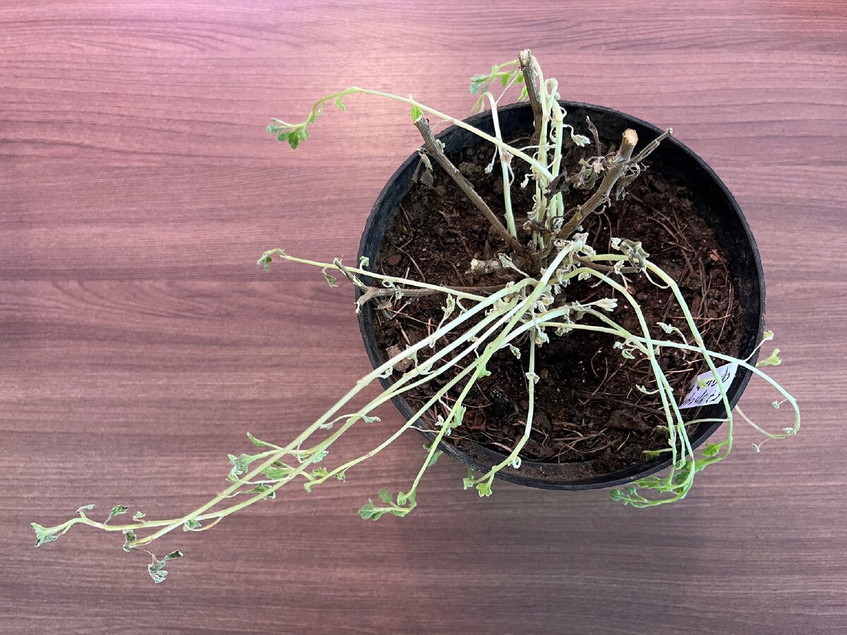 Експерти розповіли, як змусити живці пустити коріння без використання магазинних стимуляторів