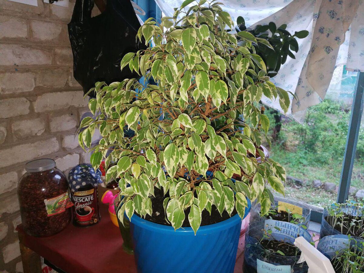 Експерти розповіли, яке добриво найбільше сподобається фікусу – найкраще для рослини