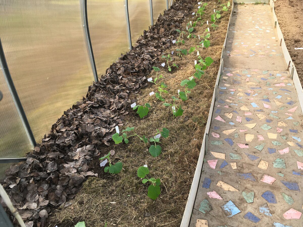 Експерти розповіли, який сорт огірків відрізняється високою врожайністю та чудовим смаком