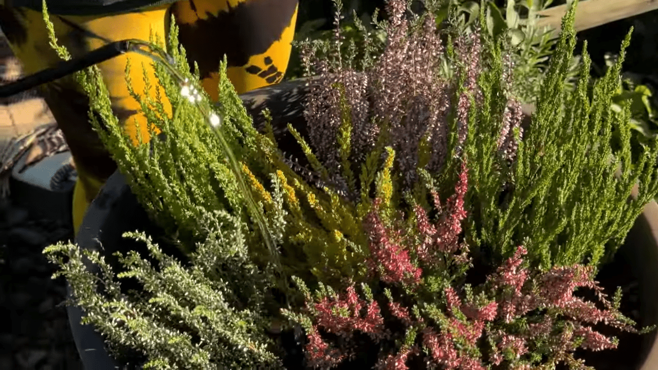 Квітникарі порадили топ-3 ідеї посадки квітів у саду та на балконі