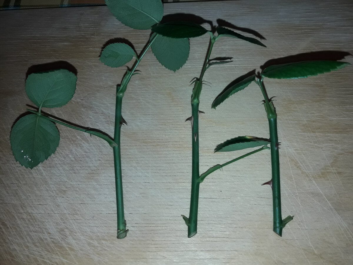 Експерти розповіли, як змусити живці пустити коріння без використання магазинних стимуляторів