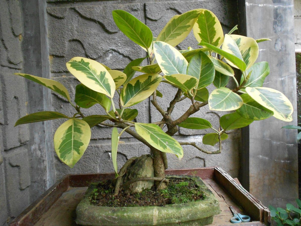 Експерти розповіли, яке добриво найбільше сподобається фікусу – найкраще для рослини