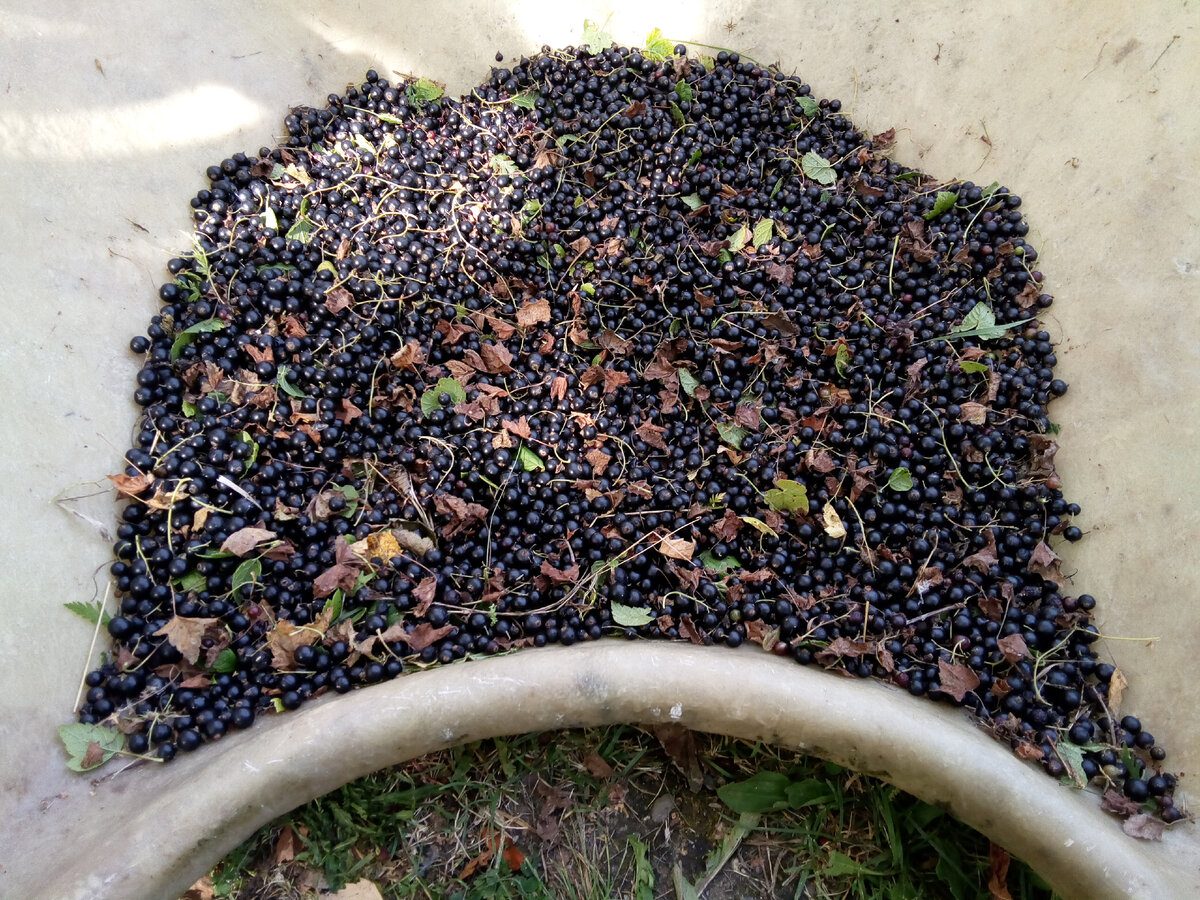 Садівники розповіли, як правильно обрізати смородину восени для кращої та вищої врожайності