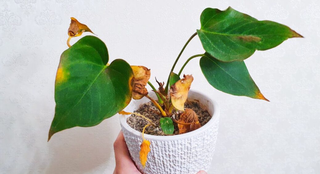 Поливаю, а листячко все одно сохне: підслухала в черзі на базарі, як реабілітувати кімнатні квіти в 3 кроки 