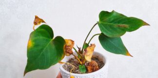 Як відновити пожовтіле листя на кімнатних рослинах