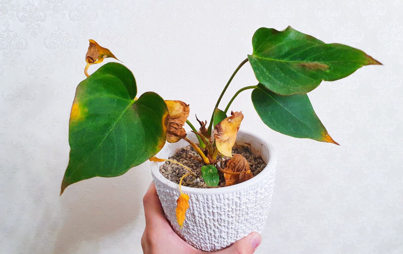 Як відновити пожовтіле листя на кімнатних рослинах