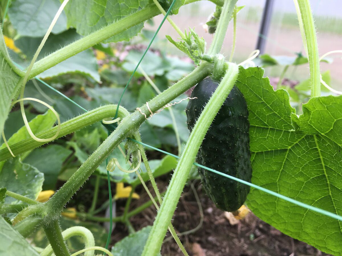 Експерти розповіли, який сорт огірків відрізняється високою врожайністю та чудовим смаком