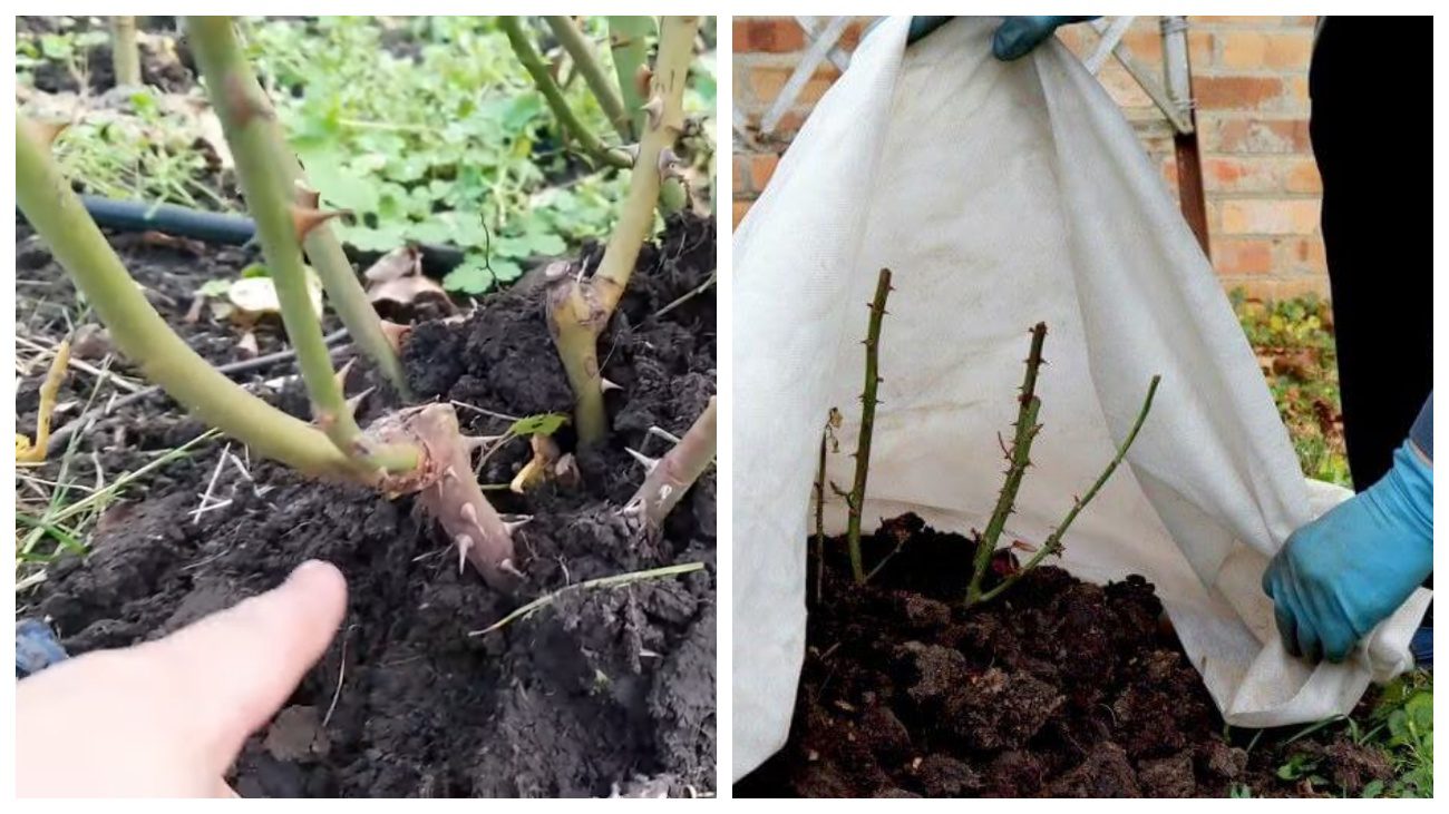 Квітникарі поділились методами осінньої обрізки троянд