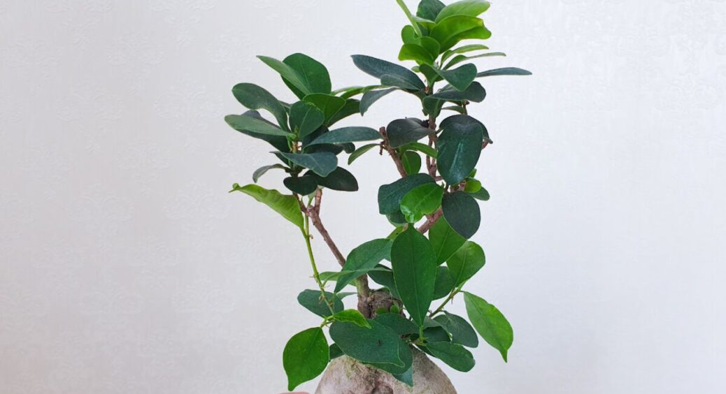 Всього 1 крапля “цього” перетворила мої кімнатні квіти у дерева: особливо сподобалось фікусу! 