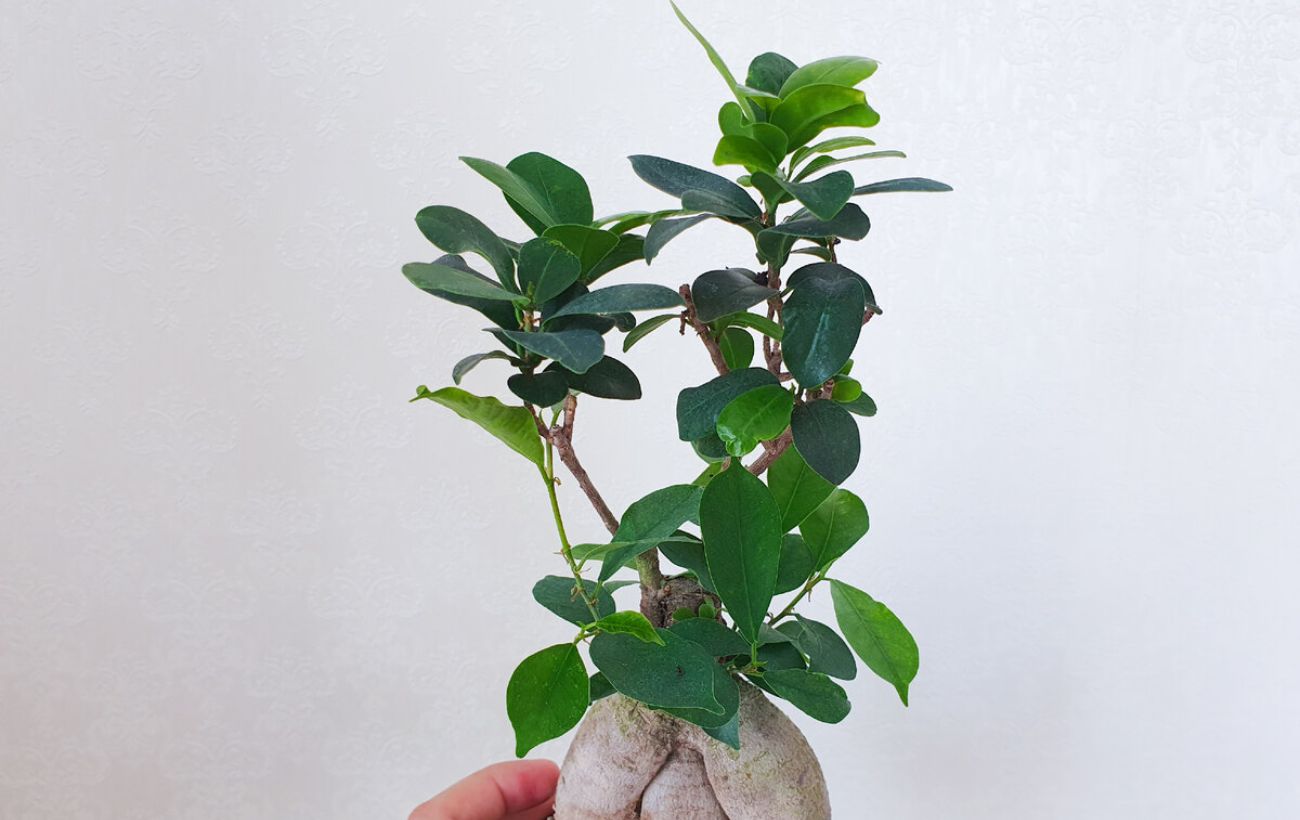 Як підживити кімнатні рослини