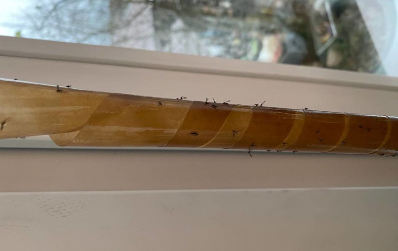 Як позбутись від мошок вдома