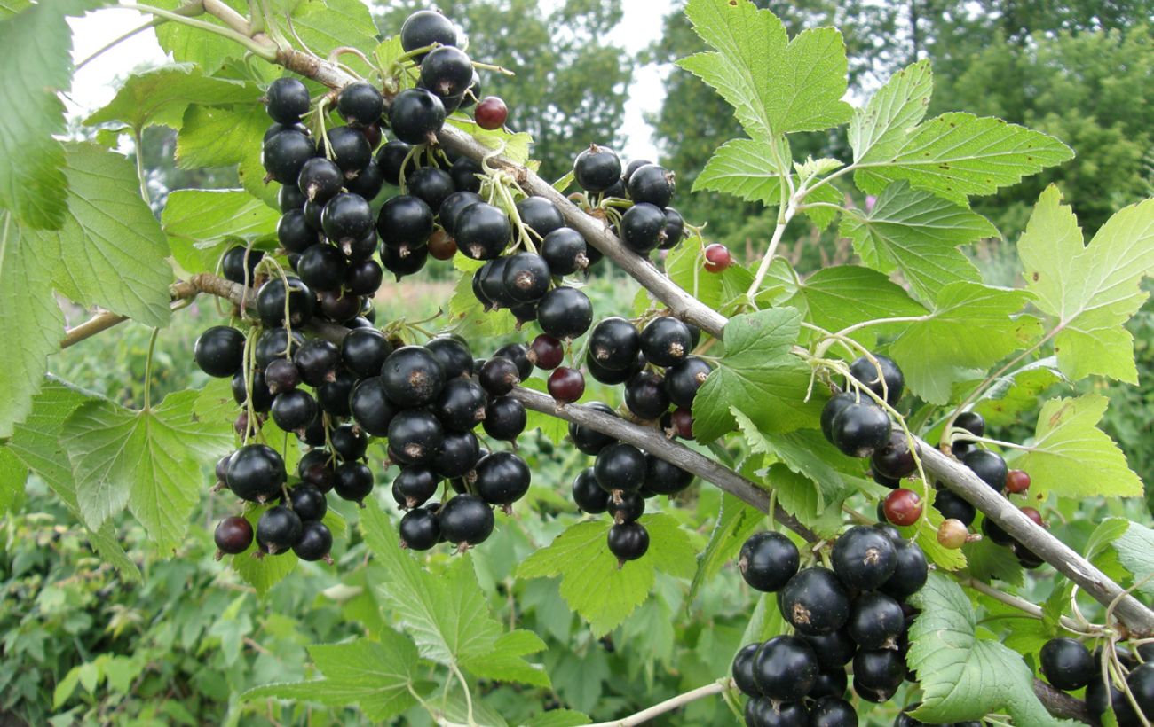 Як правильно обрізати чорну смородину восени