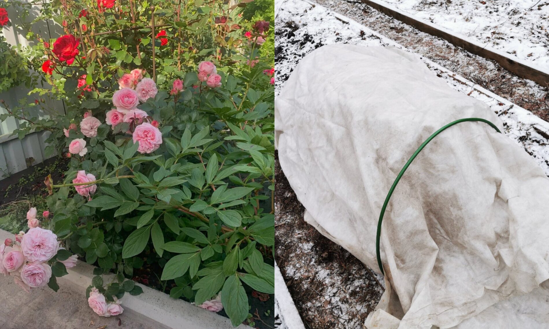 Як правильно укривати троянди на зиму