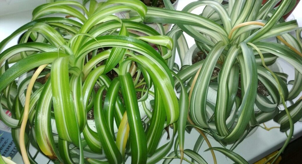 Рослина майже “врізала дуба”: замочила корінці на 30 хвилин у “цьому” – і за місяць нові зелені листочки 