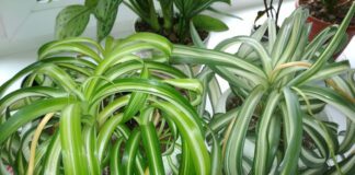 Експерти розповіли, як відновити гинучу кімнатну рослину