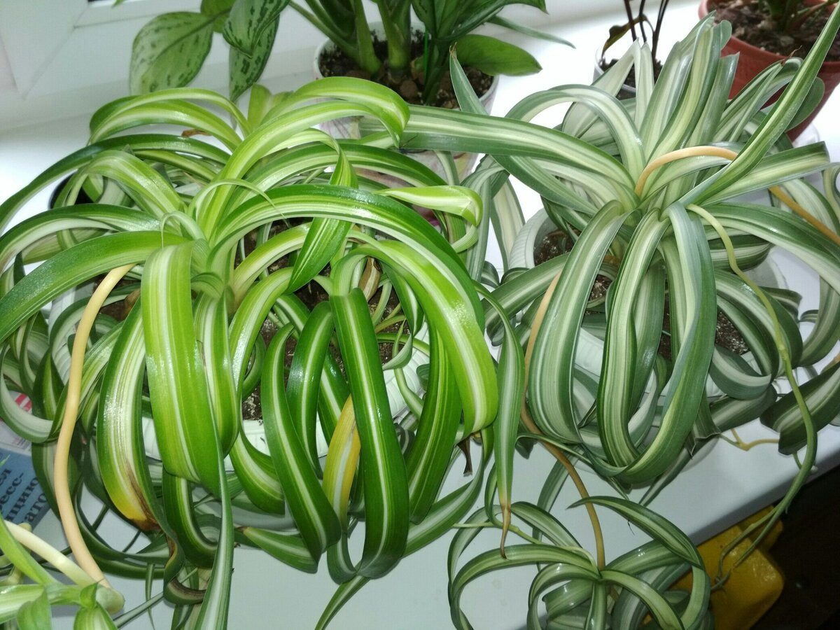 Експерти розповіли, як відновити гинучу кімнатну рослину