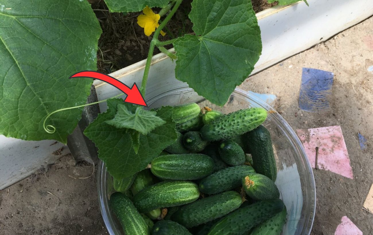 Найкращий сорт огірків для вирощування на грядці