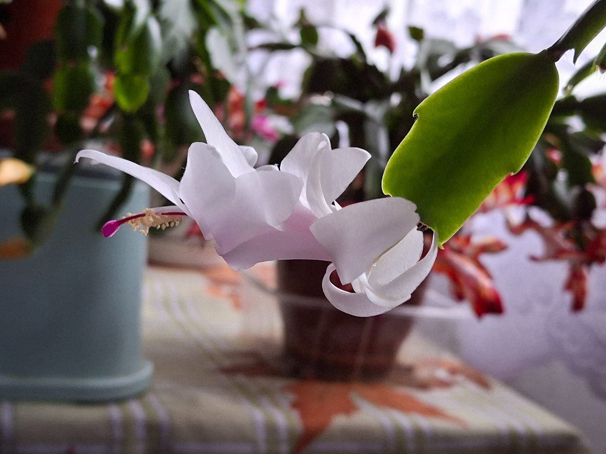 Садівники розповіли, як доглядати за декабристом для пишного та тривалого цвітіння рослини