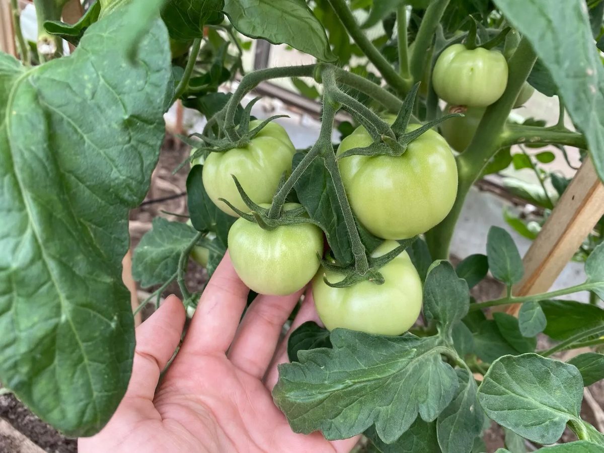 Експерти розповіли про способи захисту томатної грядки від фітофтори та шкідників у жовтні