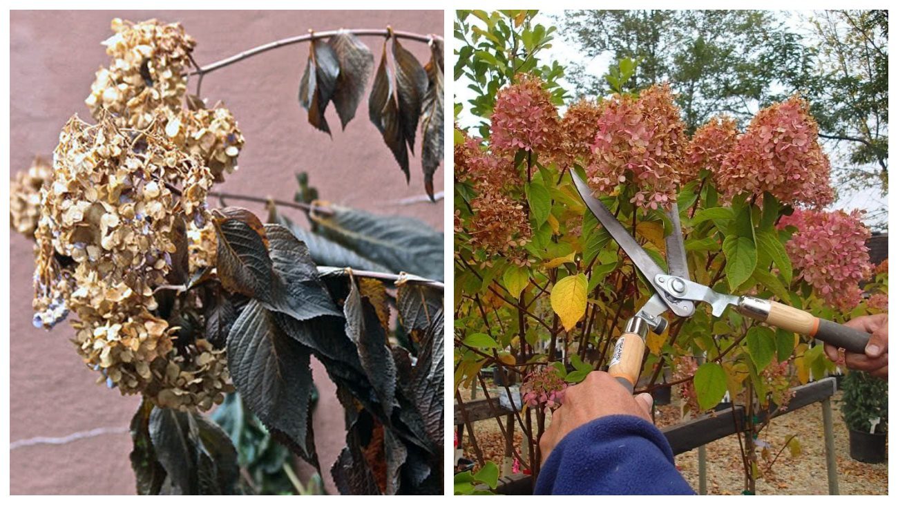 Садівники розповіли, які гортензії потребують осінньої обрізки