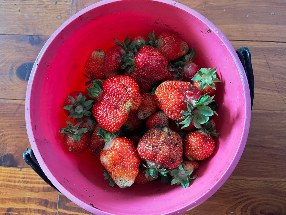 Експерти порадили добриво для підживлення полуниці на ділянці восени – врожайність виросте