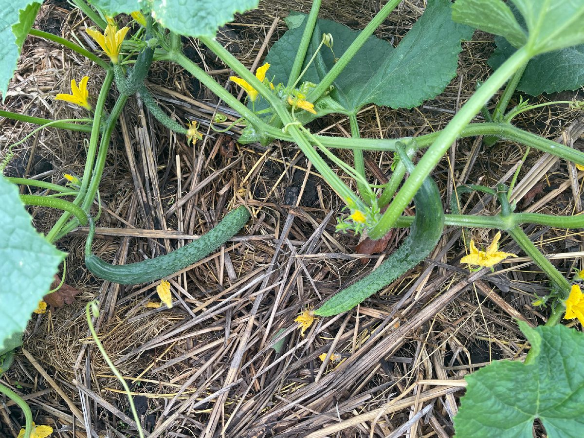 Експерти порадили високоврожайний сорт огірків, який має стійкість до борошнистої роси