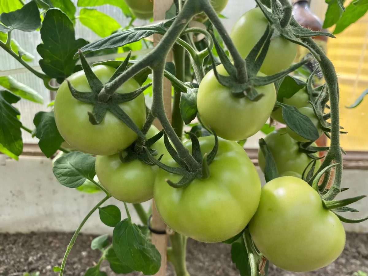 Експерти розповіли про способи захисту томатної грядки від фітофтори та шкідників у жовтні