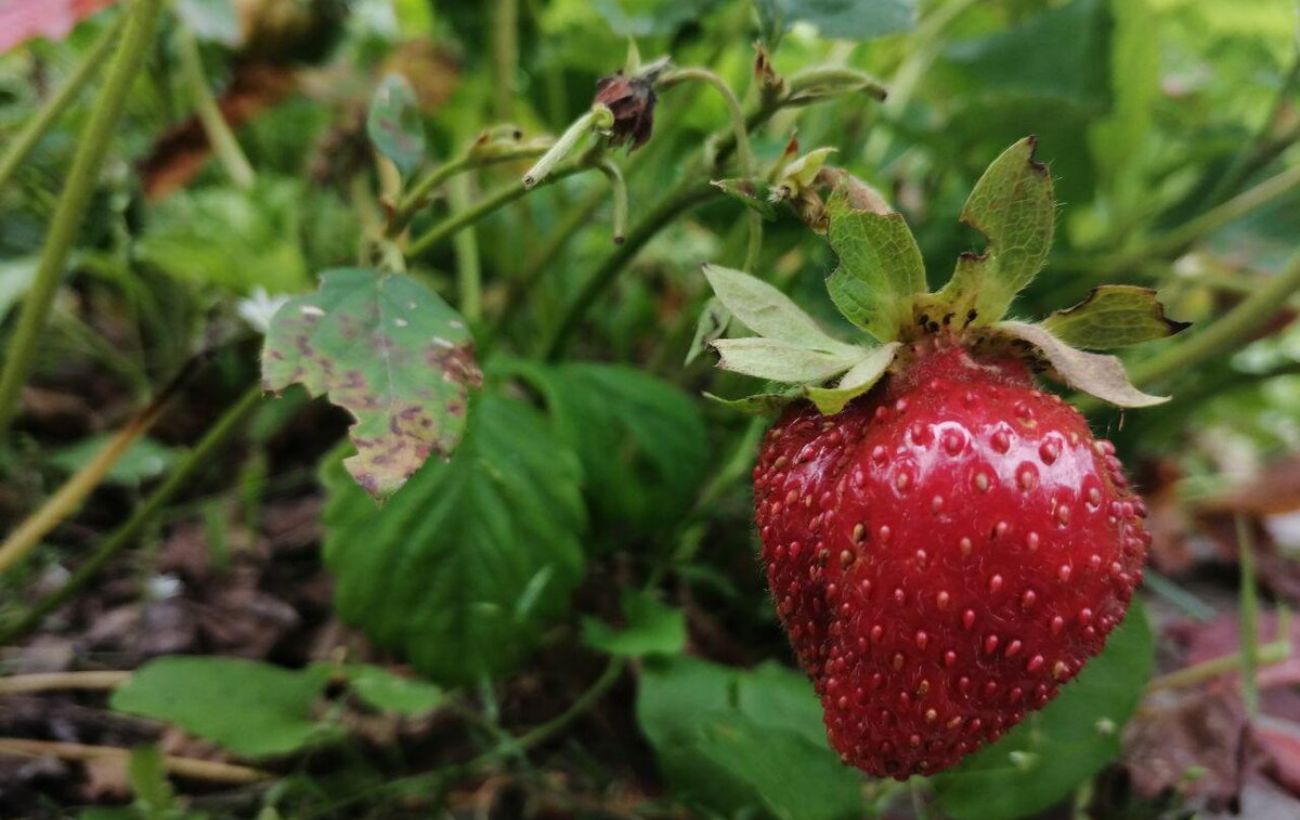 Добриво для полуниці восени